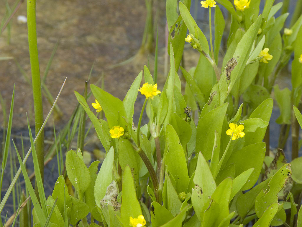 Ranunculus cfr. ophioglossifolius